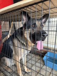 Found/Stray Male Dog last seen Legion Hills Neighborhood , Hope Mills, NC 28348