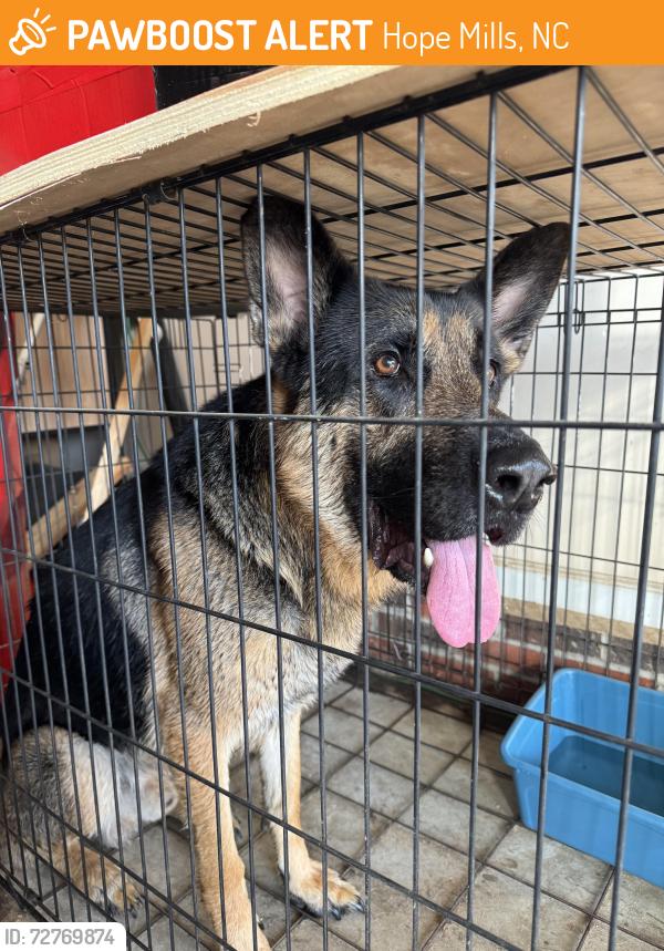 Found/Stray Male Dog last seen Legion Hills Neighborhood , Hope Mills, NC 28348