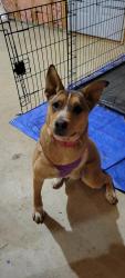 Lost Female Dog last seen Marathon Station 166, Douglasville, GA 30187