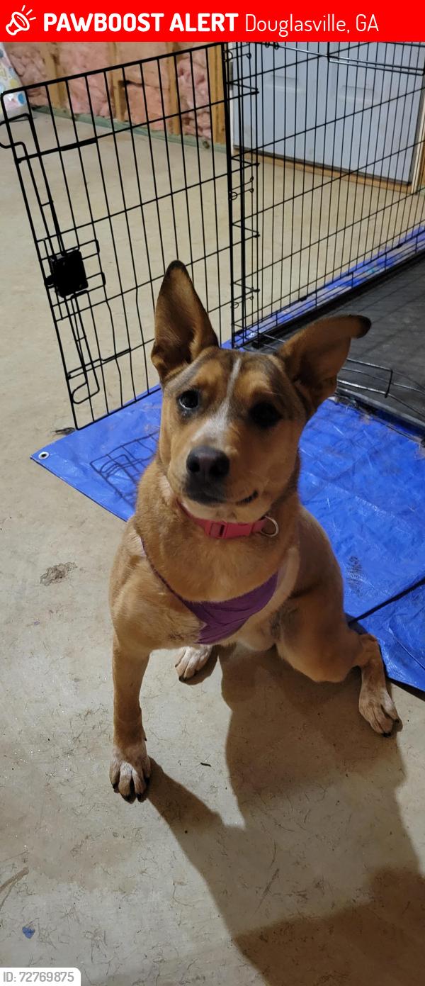 Lost Female Dog last seen Marathon Station 166, Douglasville, GA 30187