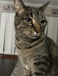 Lost Female Cat last seen Cedar Lakes Town Homes, Chesapeake, VA 23322