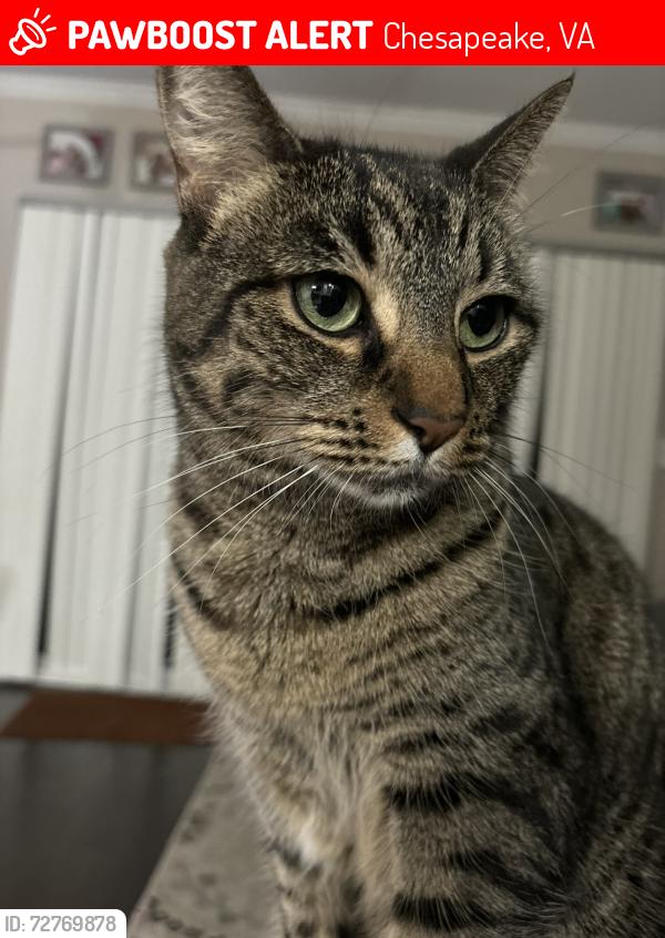 Lost Female Cat last seen Cedar Lakes Town Homes, Chesapeake, VA 23322