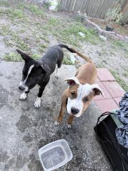 Found/Stray Female Dog last seen Rosewood st, close to courthouse, Bushnell, FL 33513