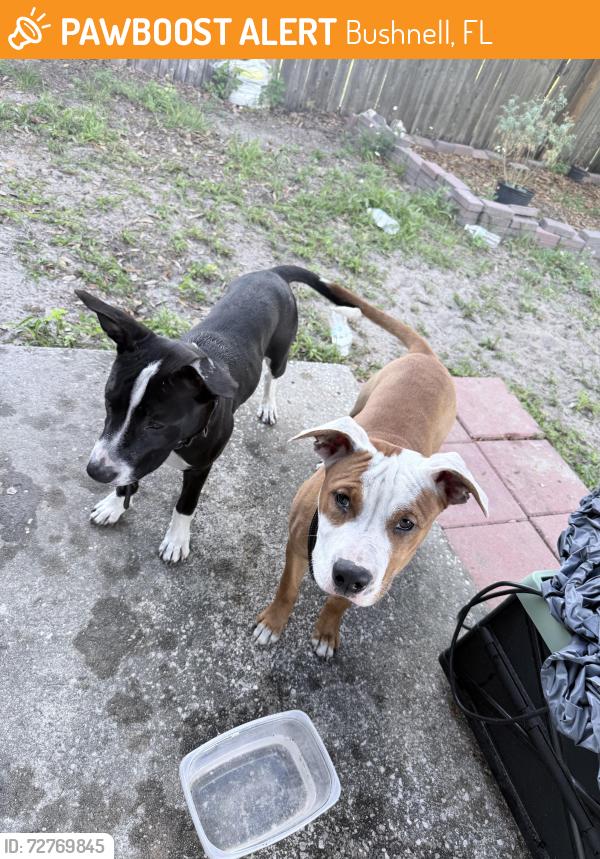 Found/Stray Female Dog last seen Rosewood st, close to courthouse, Bushnell, FL 33513