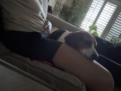 Lost Female Dog last seen Commodore, Foxhill, willowoaks, Hampton, VA 23669