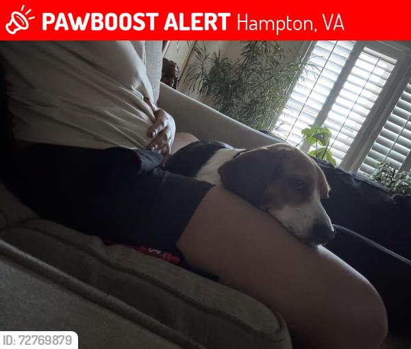 Lost Female Dog last seen Commodore, Foxhill, willowoaks, Hampton, VA 23669