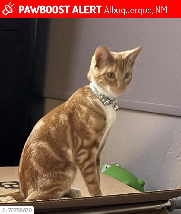 Lost Female Cat last seen Near Prickly Brush St. NW, Albuquerque, NM 87114