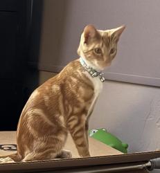 Lost Female Cat last seen Near Prickly Brush St. NW, Albuquerque, NM 87114