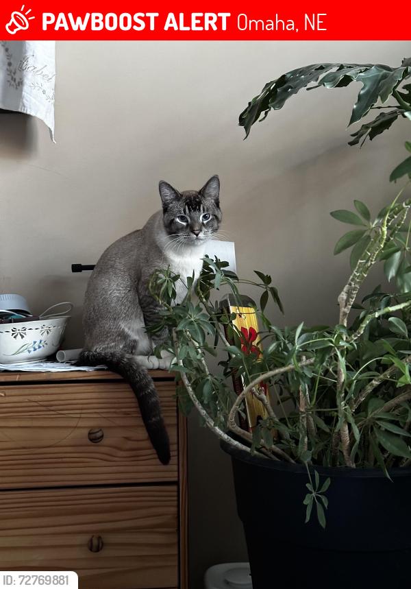 Lost Male Cat last seen 155th and borman, Omaha, NE 68138
