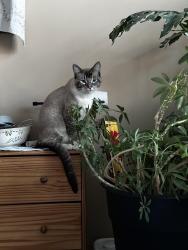 Lost Male Cat last seen 155th and borman, Omaha, NE 68138