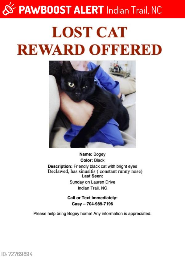 Lost Male Cat last seen Food Lion - Indian Trail, Indian Trail, NC 28079