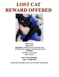 Lost Male Cat last seen Food Lion - Indian Trail, Indian Trail, NC 28079