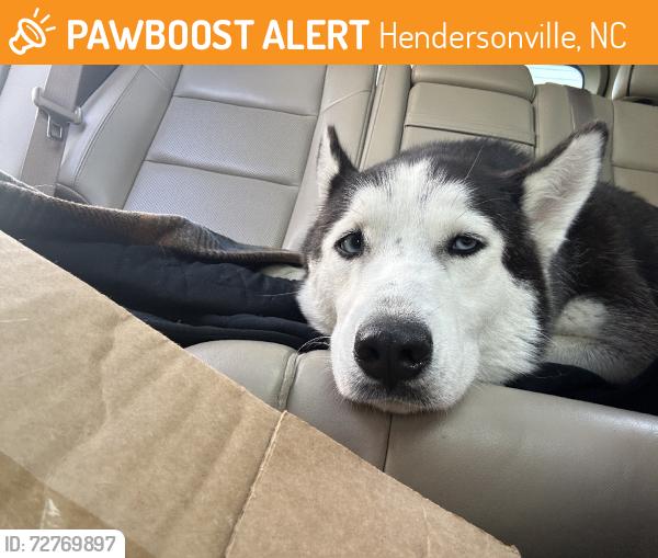 Found/Stray Female Dog last seen Four seasons, Hendersonville, NC 28792