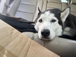 Found/Stray Female Dog last seen Four seasons, Hendersonville, NC 28792