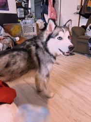 Lost Male Dog last seen blue river trailer park, Churubusco, IN 46723