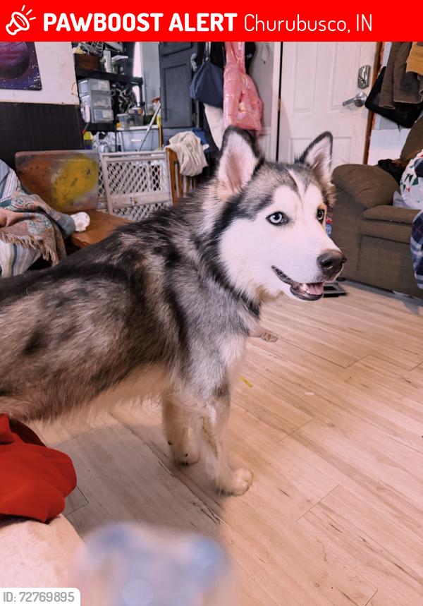 Lost Male Dog last seen blue river trailer park, Churubusco, IN 46723