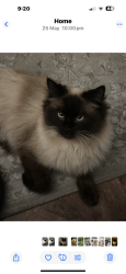 Lost Male Cat last seen Summerville Road, The Height Salford M6, Greater Manchester, England M6