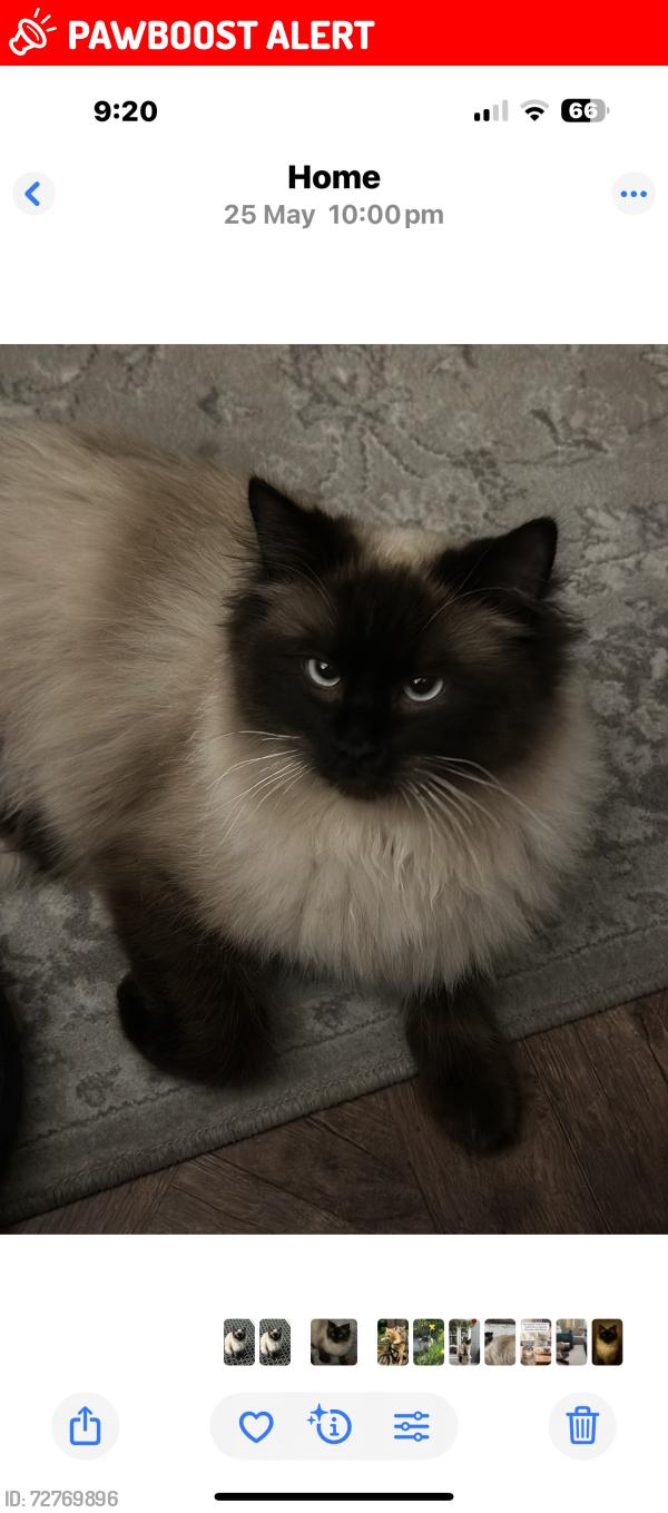 Lost Male Cat last seen Summerville Road, The Height Salford M6, Greater Manchester, England M6