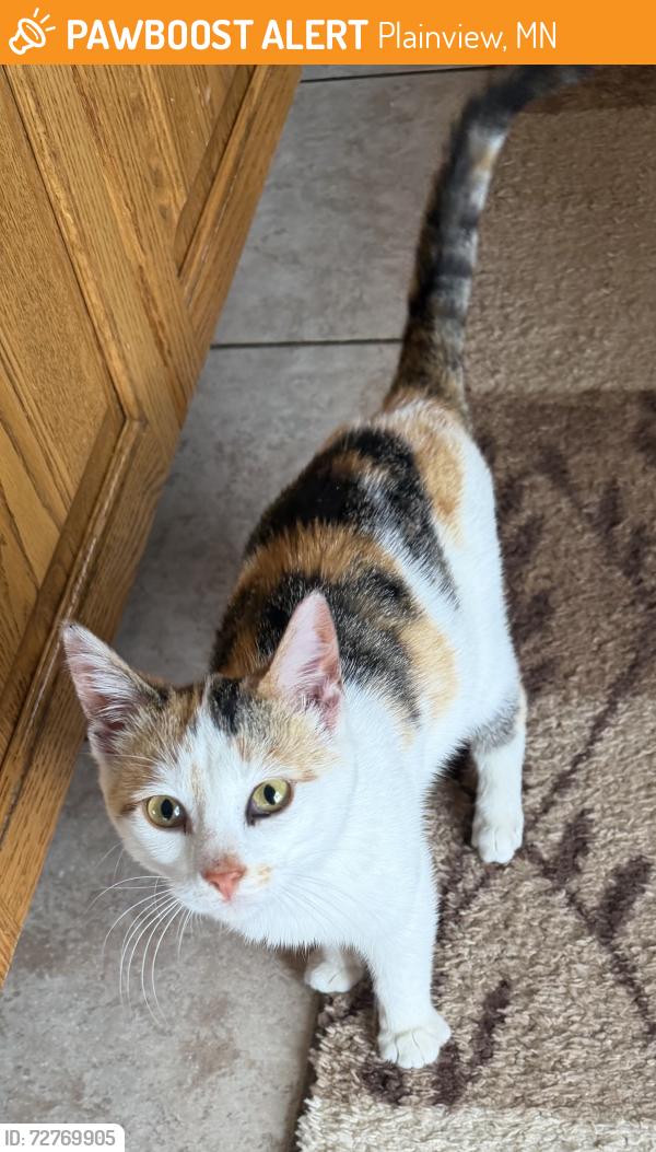 Found/Stray Female Cat last seen Behind Kwik Trip Plainview, MN, Plainview, MN 55964