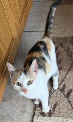 Found/Stray Female Cat last seen Behind Kwik Trip Plainview, MN, Plainview, MN 55964