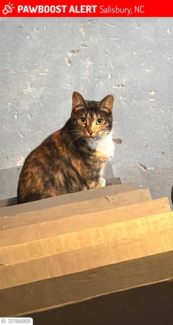 Lost Female Cat last seen Near scales st , Salisbury, NC 28144