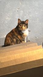 Lost Female Cat last seen Near scales st , Salisbury, NC 28144