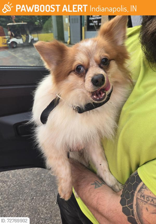 Found/Stray Male Dog last seen 27th and meridian, Indianapolis, IN 46208