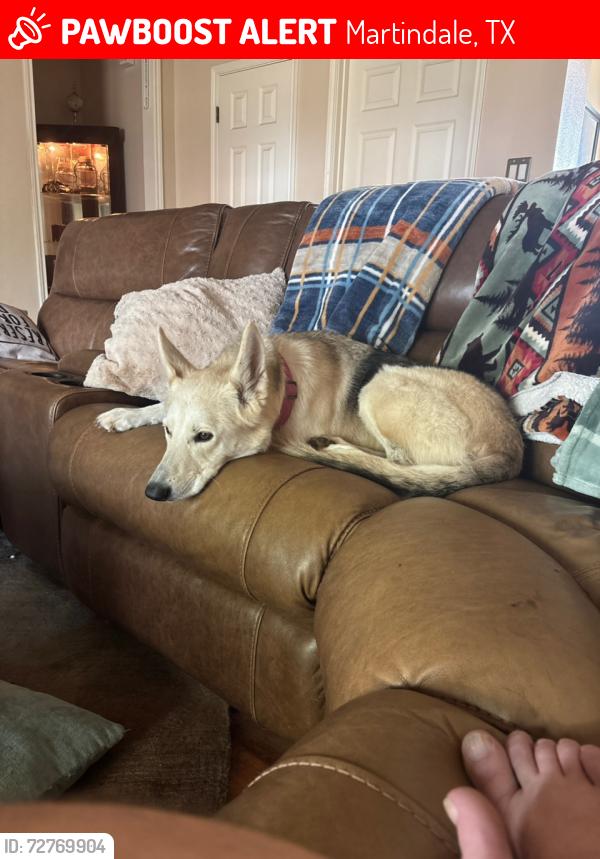 Lost Female Dog last seen I-80 & 1984, Martindale, TX 78655
