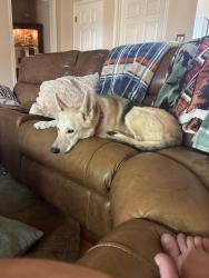Lost Female Dog last seen I-80 & 1984, Martindale, TX 78655