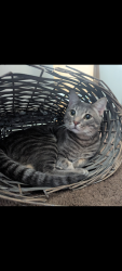 Lost Male Cat last seen Near Silver Court. Kingsport , Kingsport, TN 37664