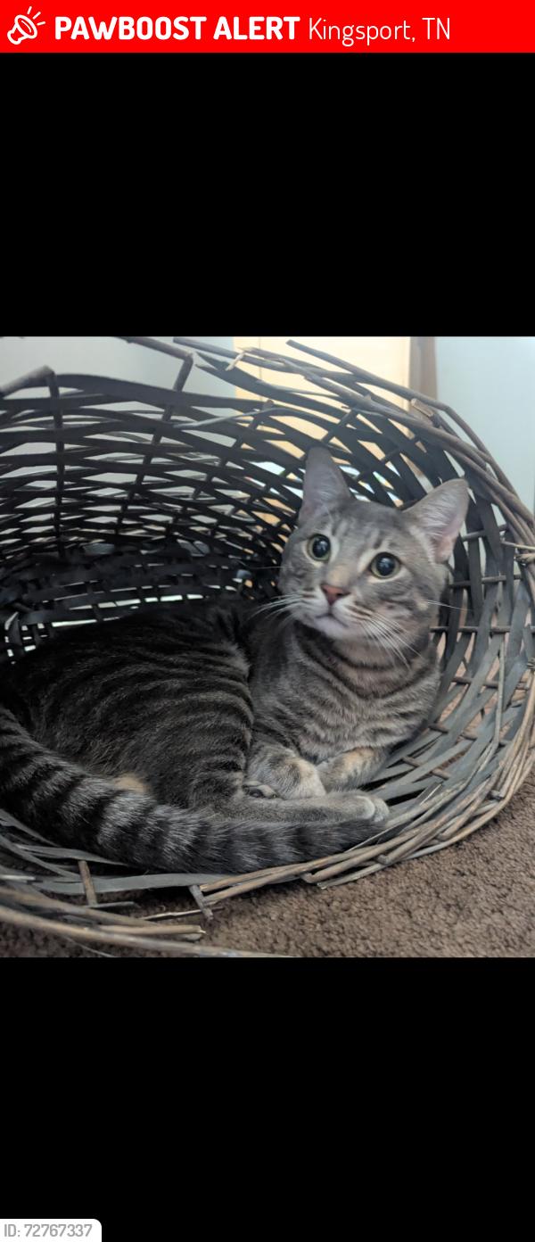 Lost Male Cat last seen Near Silver Court. Kingsport , Kingsport, TN 37664