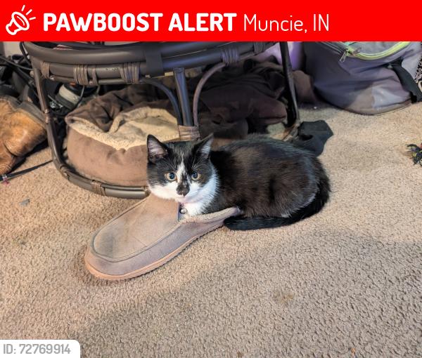 Lost Female Cat last seen Speedway by Tillitson overpass , Muncie, IN 47302