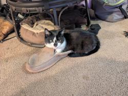 Lost Female Cat last seen Speedway by Tillitson overpass , Muncie, IN 47302