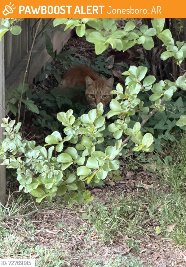 Found/Stray Unknown Cat last seen Backbeat music, Jonesboro, AR 72401