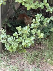 Found/Stray Unknown Cat last seen Backbeat music, Jonesboro, AR 72401
