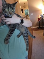 Lost Female Cat last seen Behind our , Pooler, GA 31322