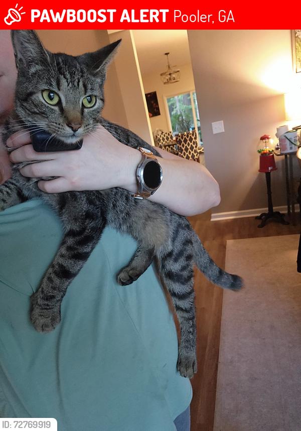 Lost Female Cat last seen Behind our , Pooler, GA 31322