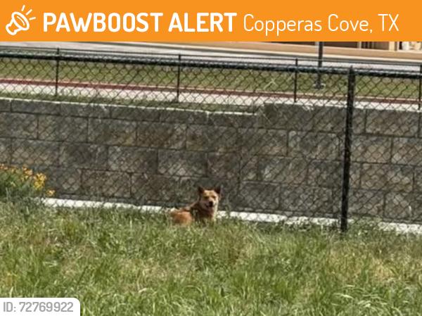 Found/Stray Unknown Dog last seen Near E Business Hwy 190 Copperas Cove, Copperas Cove, TX 76522
