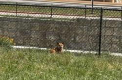 Found/Stray Unknown Dog last seen Near E Business Hwy 190 Copperas Cove, Copperas Cove, TX 76522