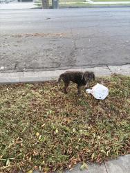 Found/Stray Unknown Dog last seen Greenleaf and tamarind , Compton, CA 90221
