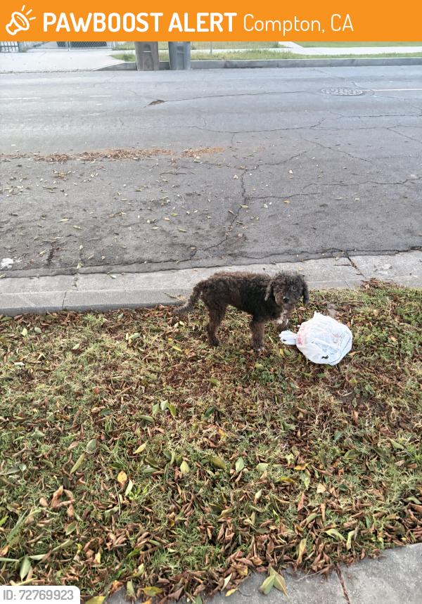 Found/Stray Unknown Dog last seen Greenleaf and tamarind , Compton, CA 90221