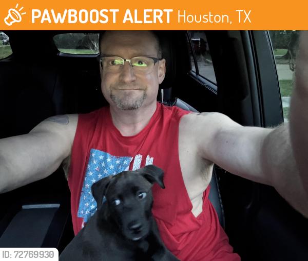 Found/Stray Male Dog last seen Kempwood and Crestdale Dr, Houston, TX 77080
