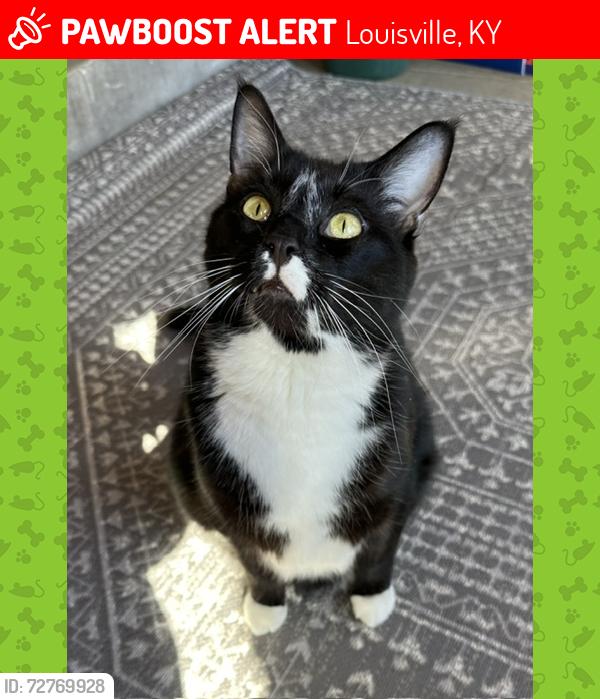 Lost Male Cat last seen Ransdell Ave & Ray St. by Collegiate School, Louisville, KY 40204