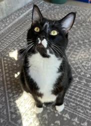 Lost Male Cat last seen Ransdell Ave & Ray St. by Collegiate School, Louisville, KY 40204