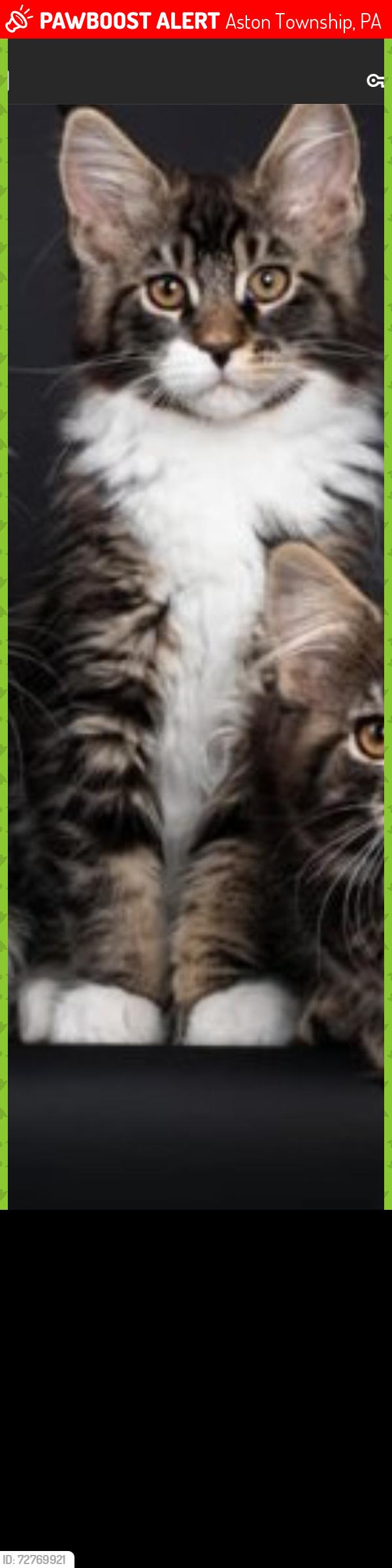Lost Female Cat last seen Weir rd. & Richard rd., Aston Township, PA 19014