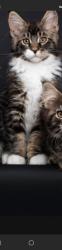 Lost Female Cat last seen Weir rd. & Richard rd., Aston Township, PA 19014