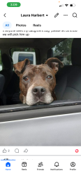 Lost Male Dog last seen Steven’s road flt rock, Anderson, SC 29624