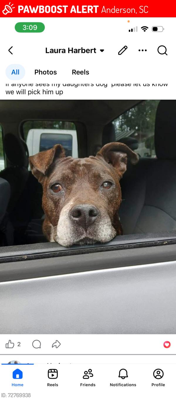 Lost Male Dog last seen Steven’s road flt rock, Anderson, SC 29624