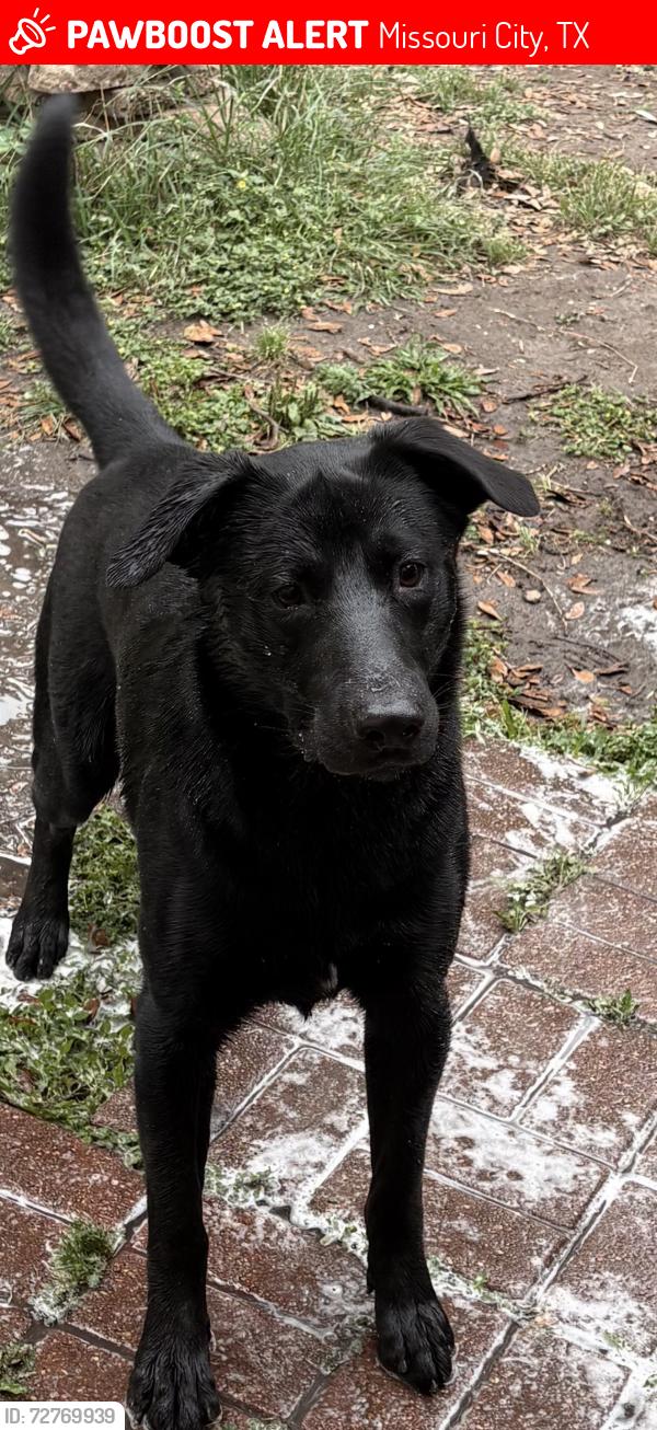 Lost Male Dog last seen LaQuinta DR, Missouri City, TX 77459