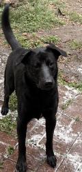 Lost Male Dog last seen LaQuinta DR, Missouri City, TX 77459